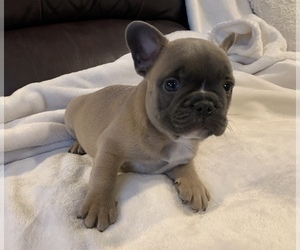 French Bulldog Puppy for sale in JOHNS ISLAND, SC, USA