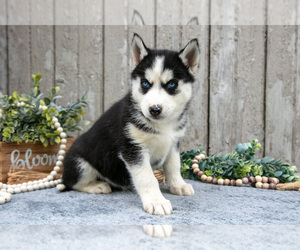 Medium Siberian Husky