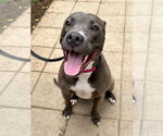 Small #6 American Pit Bull Terrier Mix
