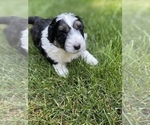 Small Photo #18 Aussiedoodle Miniature  Puppy For Sale in COMMERCE, MI, USA