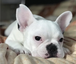 Mother of the French Bulldog puppies born on 06/15/2022