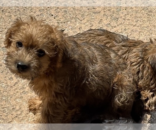 Medium Photo #6 Poocan Puppy For Sale in FAIR OAKS, CA, USA