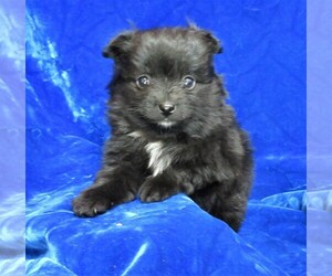 Pomeranian Puppy for sale in GROVESPRING, MO, USA