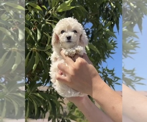 Poodle (Toy) Puppy for sale in EASTVALE, CA, USA
