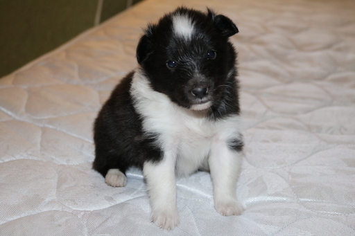 Medium Photo #5 Shetland Sheepdog Puppy For Sale in PALM HARBOR, FL, USA