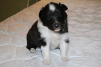 Small Photo #5 Shetland Sheepdog Puppy For Sale in PALM HARBOR, FL, USA