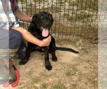 Small #1 Mutt