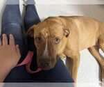 Small #1 Labrador Retriever Mix