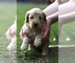 Small Photo #5 Goldendoodle Puppy For Sale in AIKEN, SC, USA