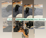 Small Photo #1 Labrador Retriever Puppy For Sale in BLACKSHEAR, GA, USA
