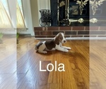 Puppy Lola Beagle