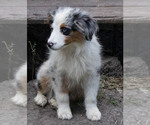 Small #2 Miniature Australian Shepherd