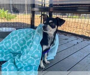Chihuahua-Unknown Mix Dogs for adoption in Orange, CA, USA