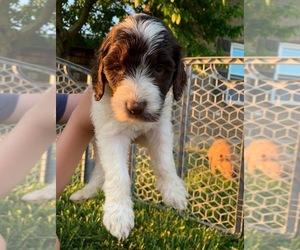 Labradoodle Puppy for sale in WILLIAMSBURG, OH, USA