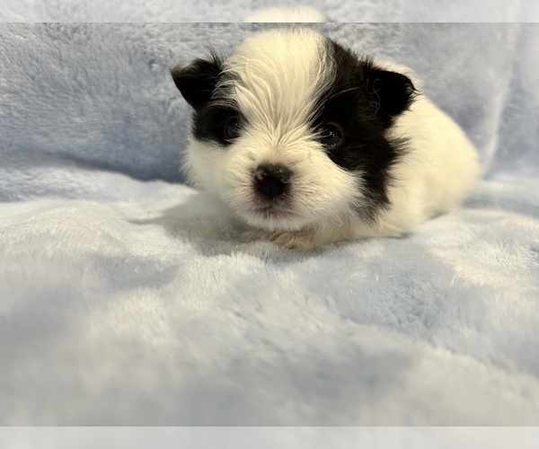 Medium Photo #13 Pomeranian Puppy For Sale in DES MOINES, WA, USA