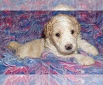 Small Photo #2 Miniature Labradoodle Puppy For Sale in LA HABRA, CA, USA