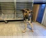 Small German Shepherd Dog Mix