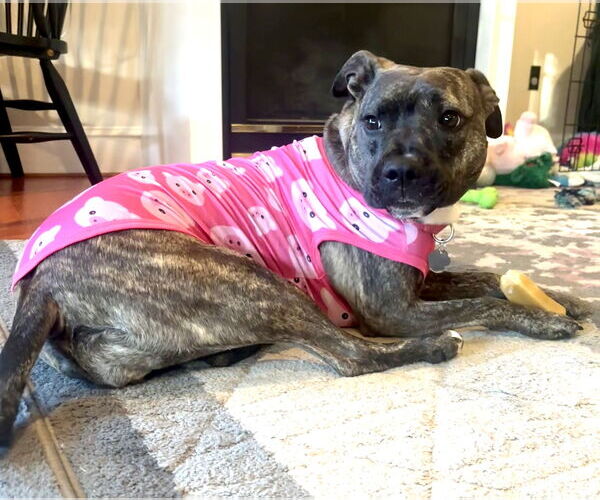 Medium Photo #3 American Pit Bull Terrier Puppy For Sale in Rockville, MD, USA