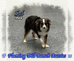 Small Miniature Australian Shepherd