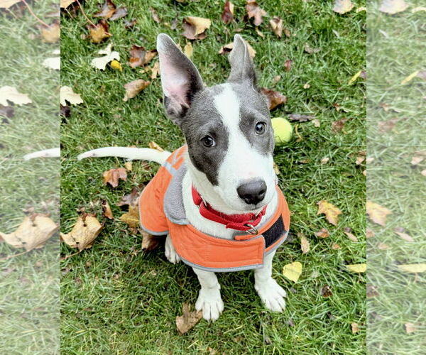 Medium Photo #1 Coonhound-Unknown Mix Puppy For Sale in GILBERTS, IL, USA