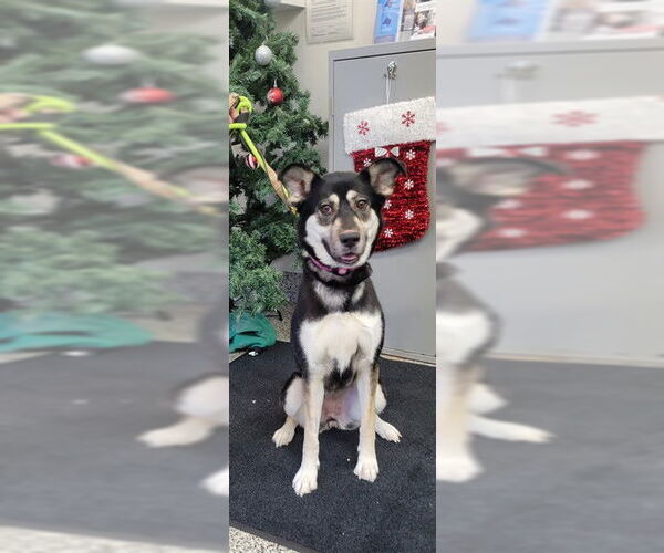 Medium Photo #1 Gerberian Shepsky Puppy For Sale in Vaughan, Ontario, Canada