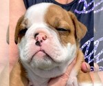 Small #1 English Bulldog