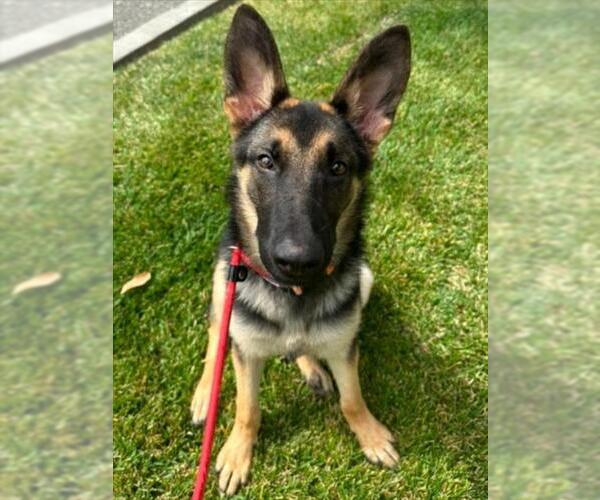 Medium Photo #1 German Shepherd Dog Puppy For Sale in Woodland, CA, USA