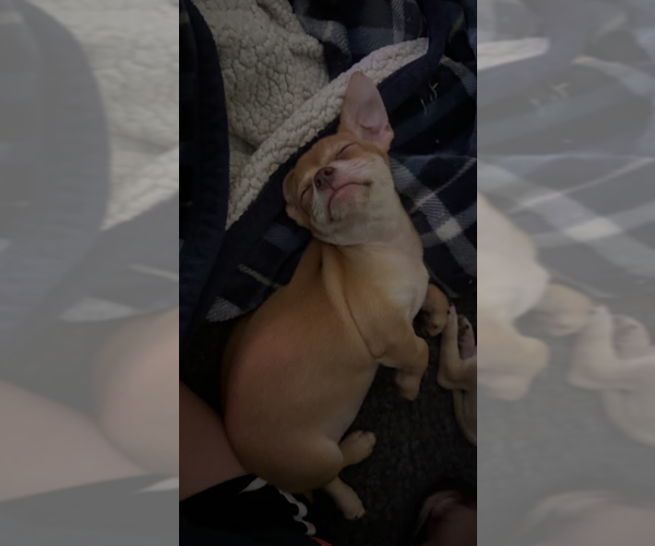 Medium Photo #3 Chihuahua-Unknown Mix Puppy For Sale in Brooklyn Center, MN, USA