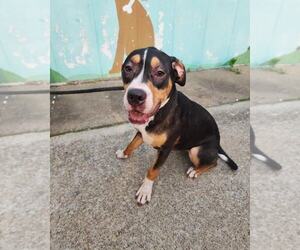 American Pit Bull Terrier-Pointer Mix Dogs for adoption in Evansville, IN, USA