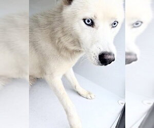 Siberian Husky-Unknown Mix Dogs for adoption in Houston, TX, USA