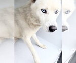 Small Siberian Husky Mix