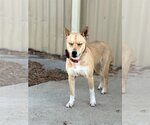 Small Photo #3 Basenji-Shiba Inu Mix Puppy For Sale in Houston, TX, USA