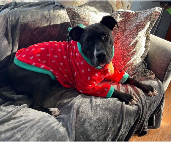 Medium Photo #12 American Pit Bull Terrier-Unknown Mix Puppy For Sale in Germantown, OH, USA