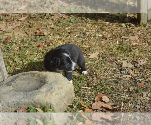 Medium Photo #4 Border Sheepdog Puppy For Sale in NATHALIE, VA, USA
