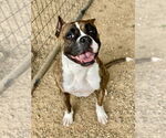Small #7 Boxer
