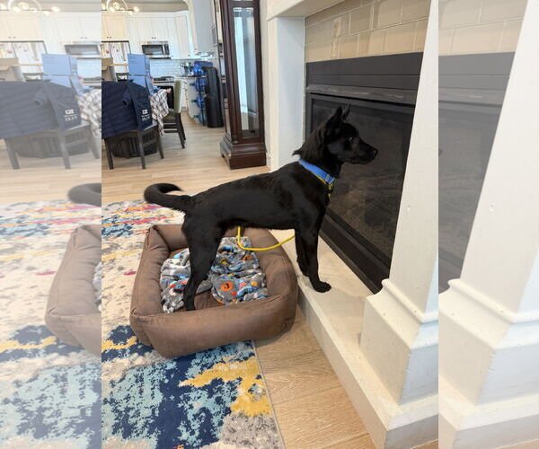 Medium Photo #2 Mutt Puppy For Sale in Sandy, UT, USA