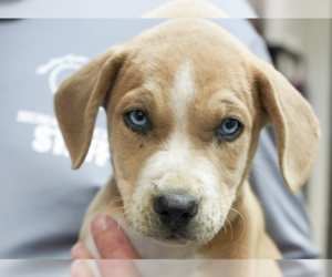 Labrador Retriever-Unknown Mix Dogs for adoption in Brooklyn, NY, USA