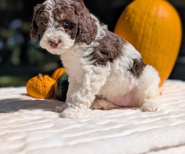 Medium Photo #3 Miniature Bernedoodle Puppy For Sale in GOSHEN, IN, USA