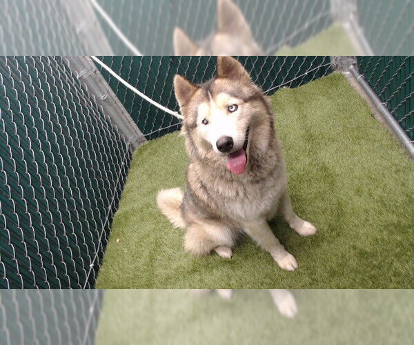 Medium Photo #1 Siberian Husky Puppy For Sale in Downey, CA, USA