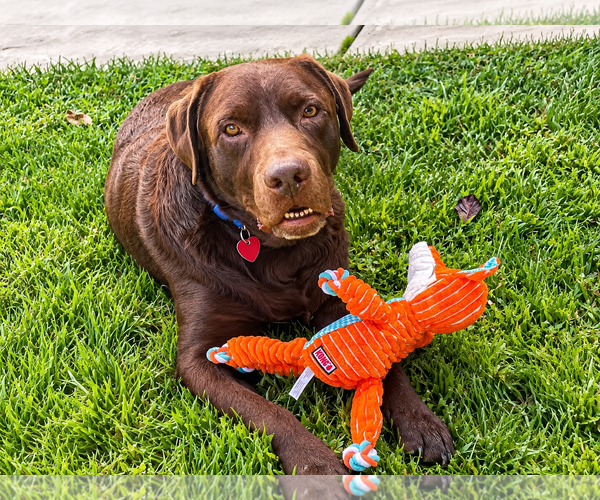 Medium Photo #2 Labrador Retriever Puppy For Sale in Clovis, CA, USA