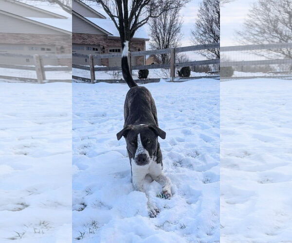 Medium Photo #10 American Pit Bull Terrier-Saint Bernard Mix Puppy For Sale in Germantown, OH, USA