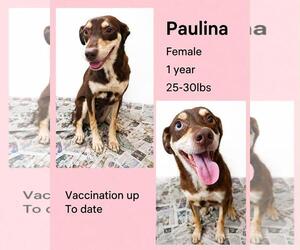 Chihuahua-Siberian Husky Mix Dogs for adoption in Virginia Beach, VA, USA