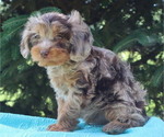 Small Photo #11 Cavapoo Puppy For Sale in THORP, WI, USA