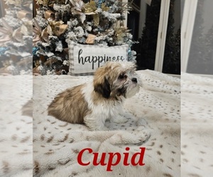 Shih Tzu Puppy for sale in DAYTON, OH, USA