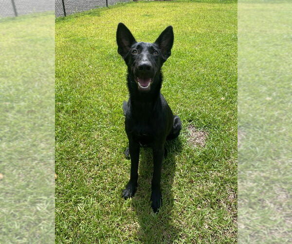 Medium Photo #2 German Shepherd Dog-Unknown Mix Puppy For Sale in Imlay City, MI, USA
