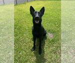 Small #1 German Shepherd Dog Mix