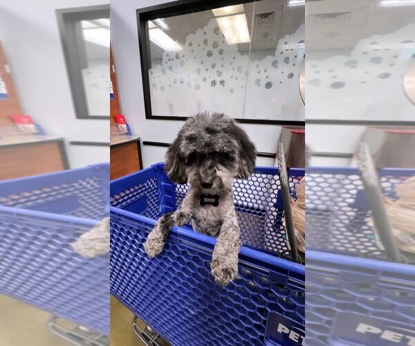 Medium Photo #5 Poodle (Toy) Puppy For Sale in CHARLOTTE, NC, USA