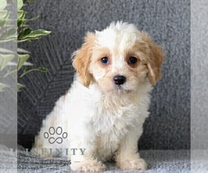 Cavachon Puppy for sale in GORDONVILLE, PA, USA