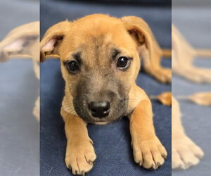 Mutt Dogs for adoption in Claremore, OK, USA