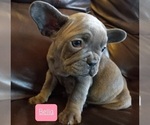 Puppy 6 French Bulldog